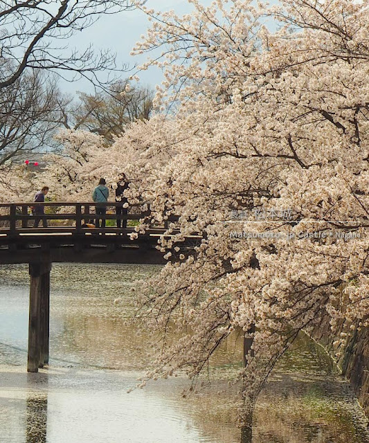 松本城の桜