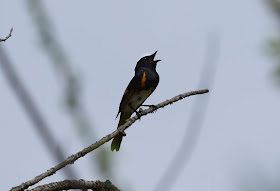 American Redstart - Shumsky Road, Michigan, USA