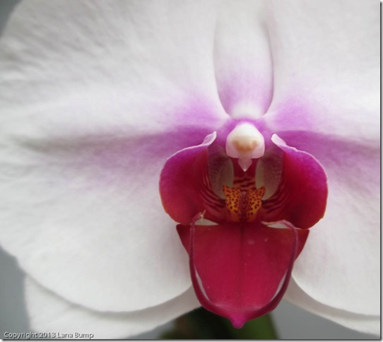 Orchid