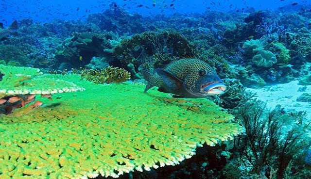 Situs Diving Taman Nasional Komodo