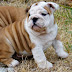 Bulldog Cachorros, parte 5