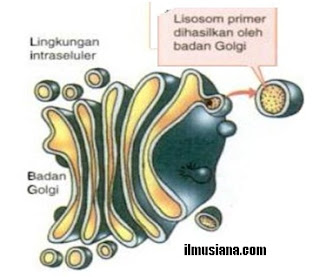  Pertanyaan inilah yang akan kita jawab melalui artikel ini Lisosom Sel dan Fungsi Lisosom