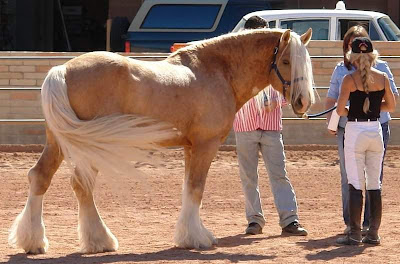 world's beautiful horses breeds