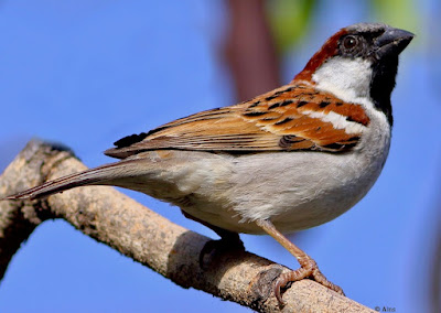 "House Sparrow -resident, sitting on a branch."
