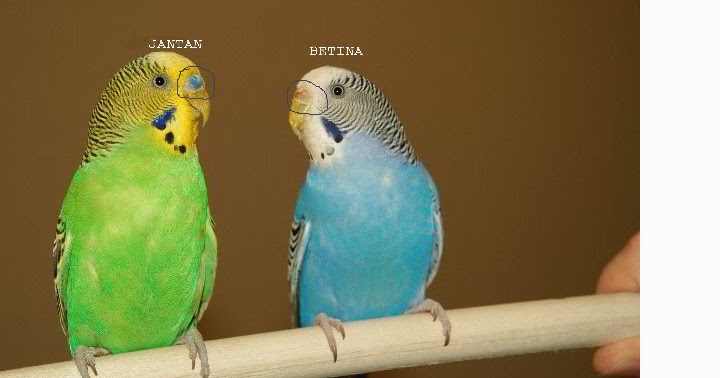 Perbedaan Burung Parkit Jantan dan Betina