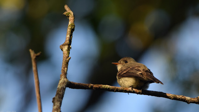 Southern Beardless Tyrannulet Camptostoma obsoletum obsoletum Risadinha Mosquerito Silbón