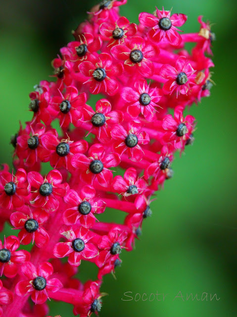 Phytolacca japonica