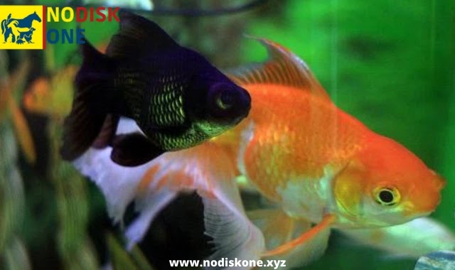 Ornamental Fish Reproduction: All You Need To Know About Ornamental Fish Reproduction