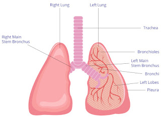 Top symptoms of Asthma include coughing especially at night, wheezing, shortness of breath and chest pain etc.