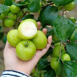 Bibit Apel India Sangat Mudah Cepat Berbuah