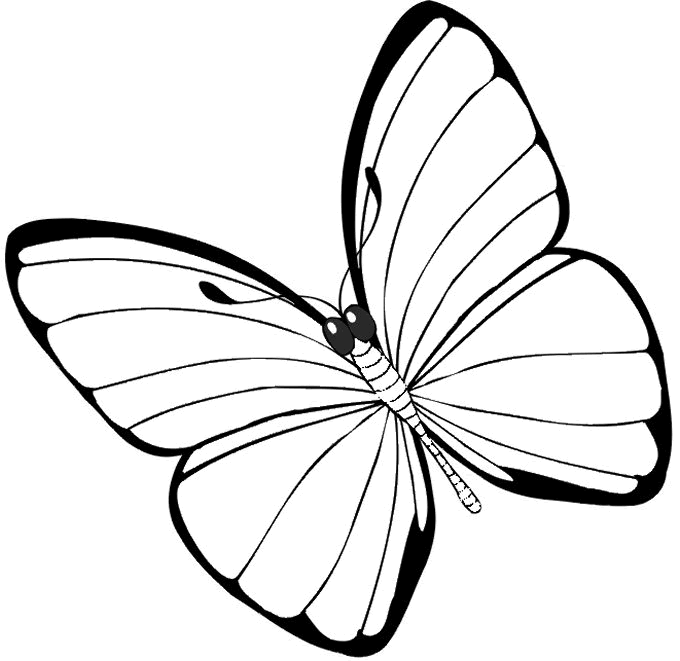 Labels: butterfly coloring