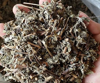 TÁC DỤNG CỦA CHÈ DÂY