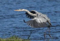 Grey heron in Flight Woodbridge Island, Cape Town - Canon EOS 7D Mark II Copyright Vernon Chalmers