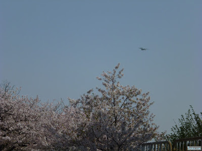 桜と飛行機