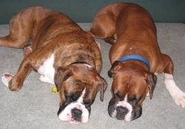 Boxer Dogs Images