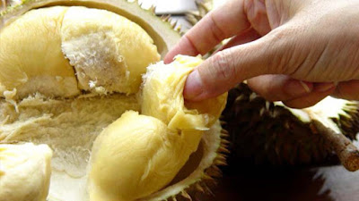 Banyak masyarakat Indonesia yang menyukai buah durian 7 Cara Memilih Durian Matang & Berkualitas