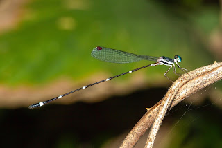 Kimmin’s Reed tail (Protosticta rufostigma)