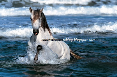 Beautiful White Horses by cool wallpapers