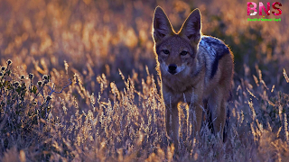 Jackal Animals pictures wallpaper HD quality