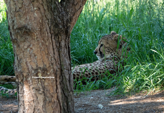 www.jetjesdag.nl | Mari Kapteijns | Cheetah of jachtluipaard |