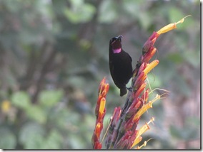 Bird-6