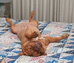 Huge relaxed dog is lying upside-down on her back on the bed with handmade patchwork quilt