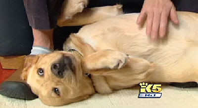 Photo of yellow lab Prizzi on her back as she is petted on her tummy