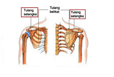 Gambar Tulang Selangka