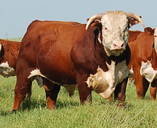 Polled Hereford Pros and Cons