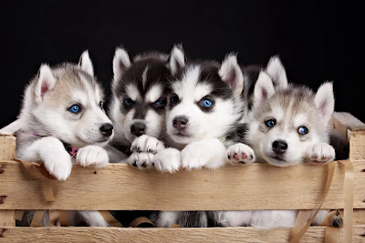 How Many Puppies Do Huskies Usually Have in a Litter