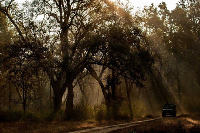 Kanha National Park Jungle Safari