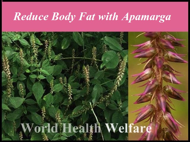 Reduce Body Fat with Apamarga