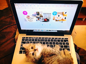 Funny cats - part 82 (40 pics + 10 gifs), cat photo, kitten laying on laptop