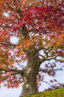 Arbol, amor, Japón