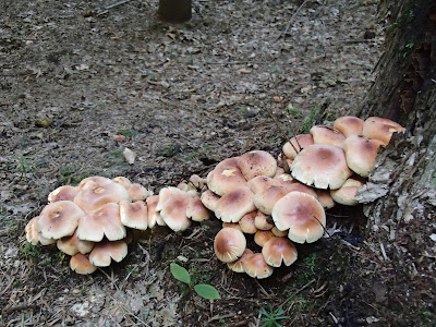 grzyby we wrześniu, grzybobranie we wrześniu, Las Bronaczowa, czubajka kania, Macrolepiota procera, maślanka ceglasta, łysiczka ceglasta, Hypholoma lateritiumfasciculare