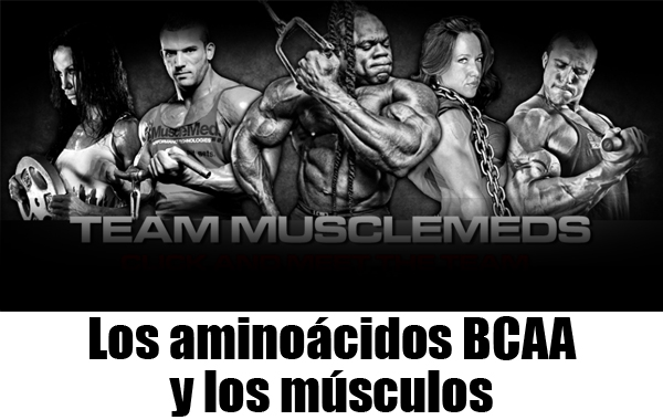 Los aminoácidos ramificados BCAA y los músculos