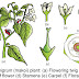Solanaceae Family Pdf Class 11