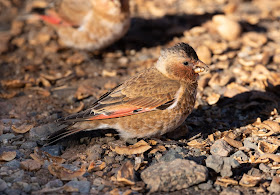 African Crimson-winged Finch - Oukaïmeden, Morocco