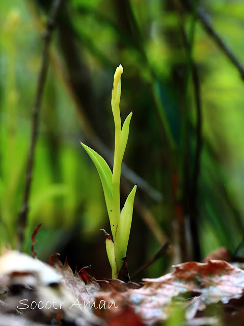 Cymbidium nipponicum