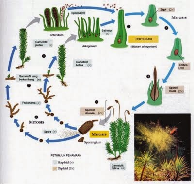 Ciri-ciri dan Reproduksi Tumbuhan Lumut (Bryophyta)