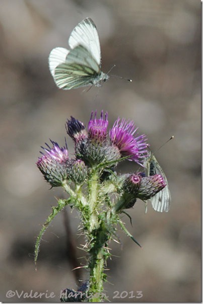 29-green-veined-whites