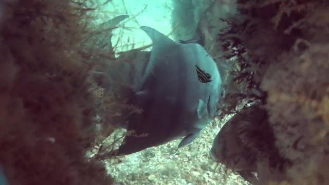 Diving under the Blue Heron Bridge