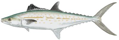 Cero Mackerel (Scomberomorus regalis)