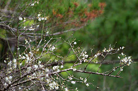 greens, reds, white, trees, flowers, branches