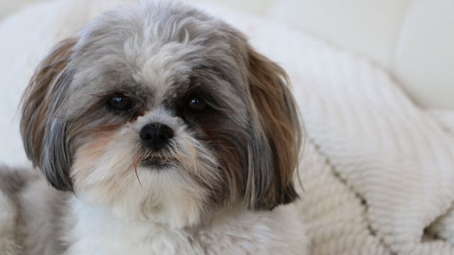 "Sweet Maltese Shih Tzu dog with a fluffy coat and adorable face, showcasing the lovable combination of Maltese and Shih Tzu features."