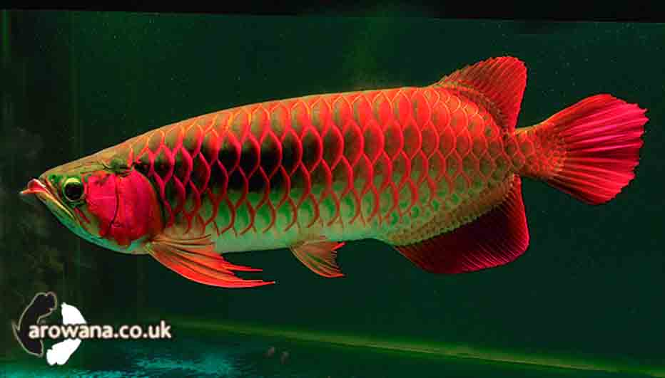  ARWANA  AROWANA Sekilas Arwana 