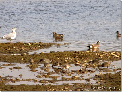 Green Wing Teal and American Wigeon