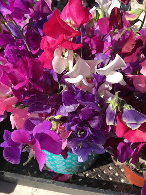 pink and purple sweet peas