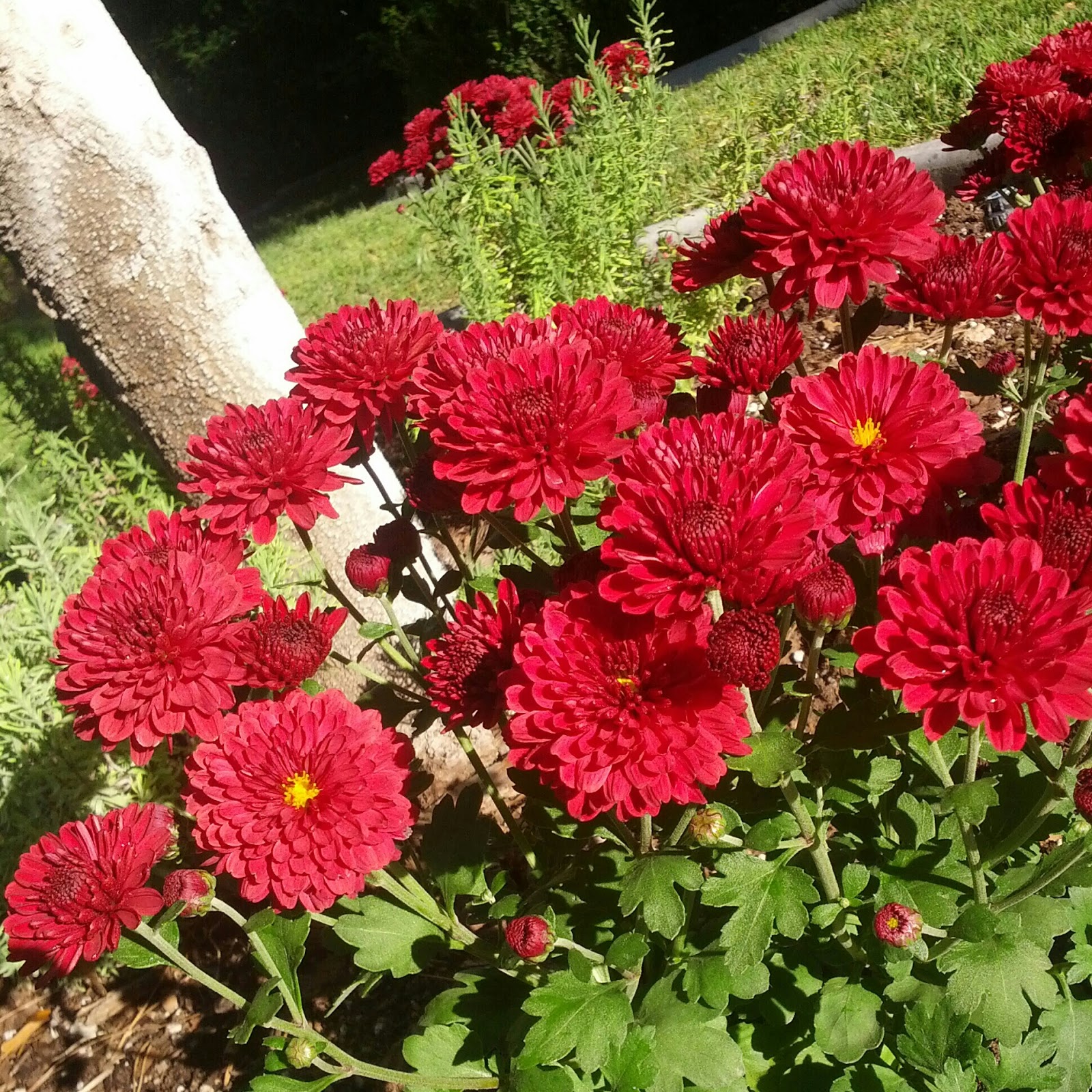 How to Grow Chrysanthemums {Garden}  Wendys Hat
