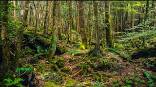 Aokigahara Forest